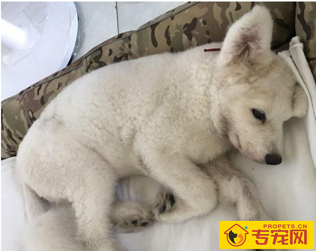 养宠物必知:7种状况干万不可以给狗狗洗澡,比较严重的将会会让狗狗送命 养宠物必知:7种状况干万不可以给狗狗洗澡,比较严重的将会会让狗狗送命