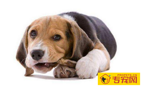 养宠物必知:7种状况干万不可以给狗狗洗澡,比较严重的将会会让狗狗送命 养宠物必知:7种状况干万不可以给狗狗洗澡,比较严重的将会会让狗狗送命