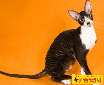 undefined{{pos:,w:,h:}}