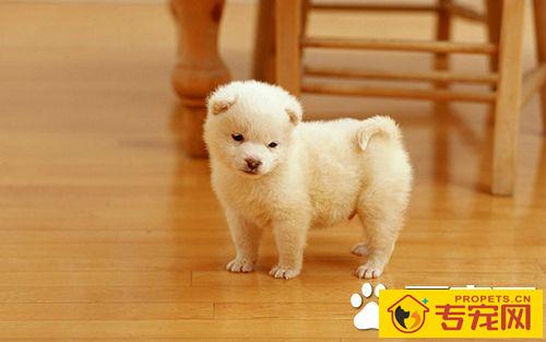 如何训练小狗排便 狗狗排便的训练技巧