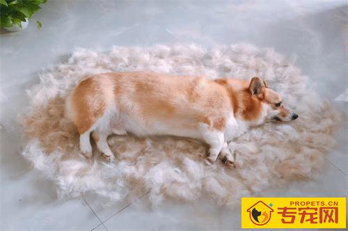 【养宠物心得分享】狗狗怎么会一块一块的掉毛,狗一块一块掉毛怎样治 【养宠物心得分享】狗狗怎么会一块一块的掉毛,狗一块一块掉毛怎样治