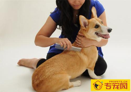 【养宠物心得分享】狗狗怎么会一块一块的掉毛,狗一块一块掉毛怎样治 【养宠物心得分享】狗狗怎么会一块一块的掉毛,狗一块一块掉毛怎样治