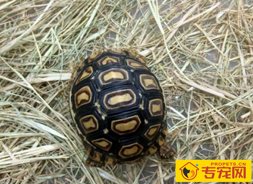 适合家养的狗 最好选择和自己性格合适的