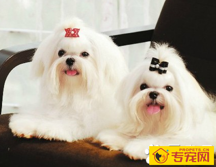 漂亮的小型犬 典型特征是被毛美丽