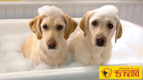 拉布拉多部分掉毛，拉布拉多有一块掉毛了