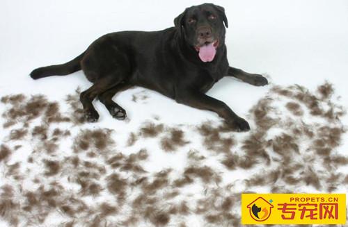 拉布拉多部分掉毛，拉布拉多有一块掉毛了
