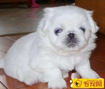 京巴狗的性格 性格自信固执高傲独立