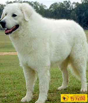 库瓦斯犬的性格 是非常好的伴侣犬