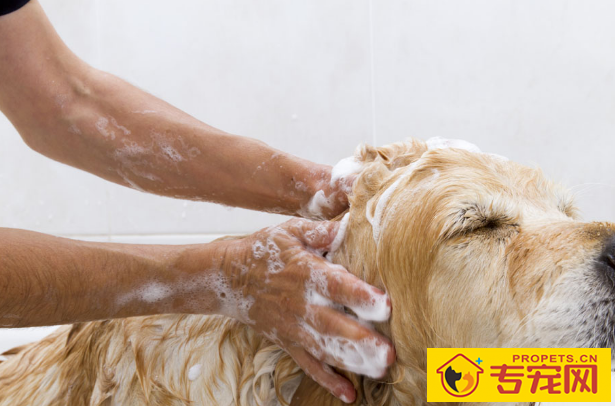 铲屎官家犬要客观,这几种状况下,冼澡会伤害身心健康 铲屎官家犬要客观,这几种状况下,冼澡会伤害身心健康