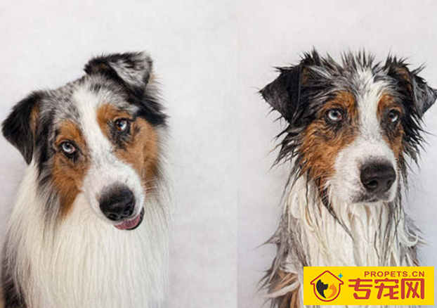 铲屎官家犬要客观,这几种状况下,冼澡会伤害身心健康 铲屎官家犬要客观,这几种状况下,冼澡会伤害身心健康