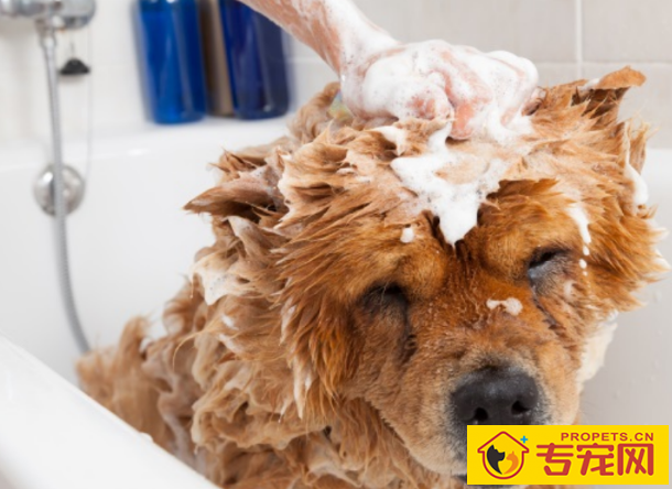 铲屎官家犬要客观,这几种状况下,冼澡会伤害身心健康 铲屎官家犬要客观,这几种状况下,冼澡会伤害身心健康