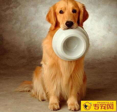 【养宠物心得分享】母金毛假如绝育后性格会有转变吗,母犬做了绝育性格发生变化 【养宠物心得分享】母金毛假如绝育后性格会有转变吗,母犬做了绝育性格发生变化