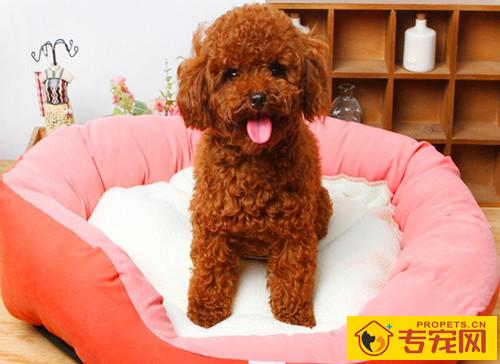 【养宠物的工作经验与感受】狗狗拉稀能吃黄连素吗 【养宠物的工作经验与感受】狗狗拉稀能吃黄连素吗