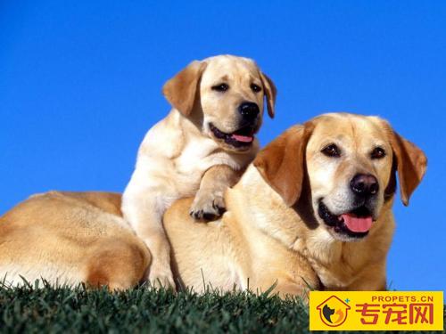 【养宠物心得分享】拉布拉多为什么会有关节发炎的，拉布拉多关节风湿病能好么