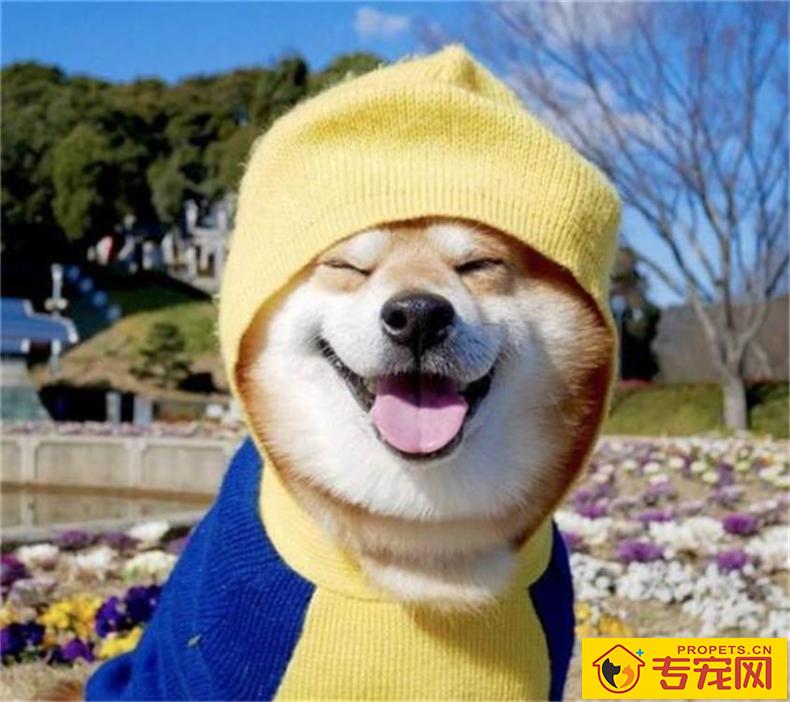 双排牙的伤害:狗狗拥有双排牙该怎么办? 双排牙的伤害:狗狗拥有双排牙该怎么办?