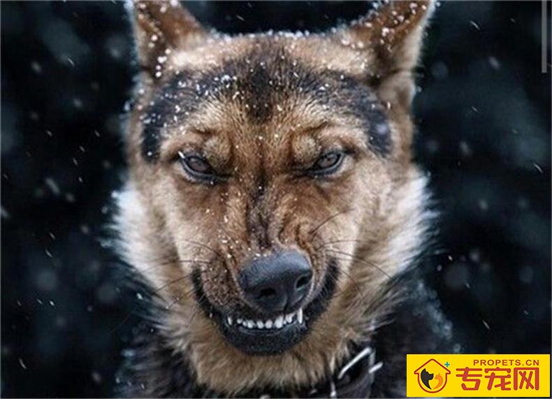 双排牙的伤害:狗狗拥有双排牙该怎么办? 双排牙的伤害:狗狗拥有双排牙该怎么办?