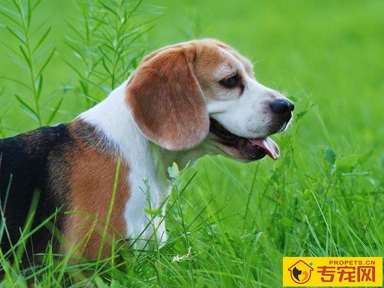 双排牙的伤害:狗狗拥有双排牙该怎么办? 双排牙的伤害:狗狗拥有双排牙该怎么办?