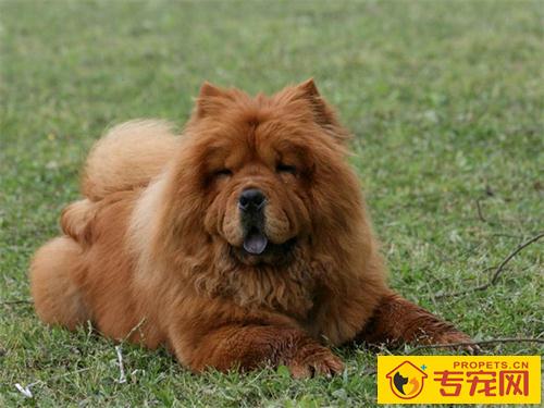 松狮爱流泪是什么原因,松狮犬眼睛脏流泪 松狮爱流泪是什么原因,松狮犬眼睛脏流泪