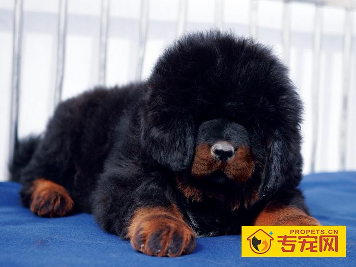 藏獒秋冬季节的健康管理