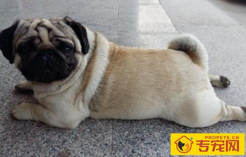 【宠物的保养小窍门】幼犬严重便秘会死吗,幼犬巴哥便秘怎么办 【宠物的保养小窍门】幼犬严重便秘会死吗,幼犬巴哥便秘怎么办