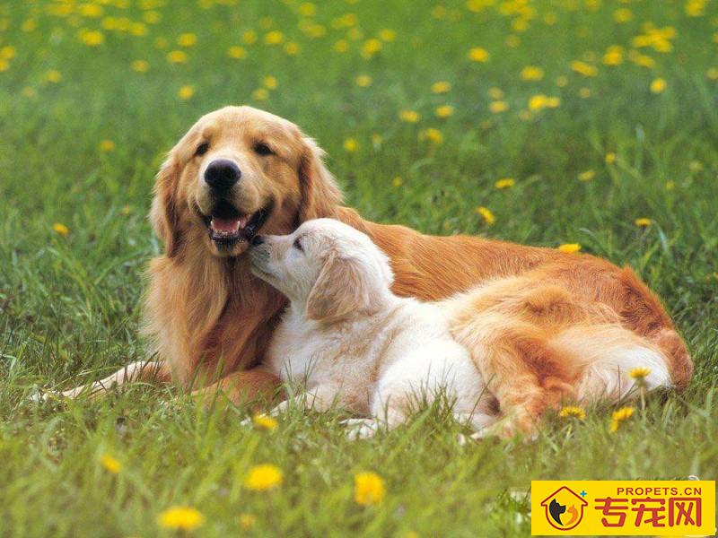 是什么原因会造成狗狗呕吐?狗狗呕吐能够 吃小宠物肠胃宝调养吗? 是什么原因会造成狗狗呕吐?狗狗呕吐能够 吃小宠物肠胃宝调养吗?