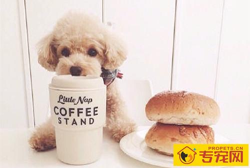 【宠物的保养小妙招】如何刺激性泰迪排便,泰迪排便难如何刺激性它排 【宠物的保养小妙招】如何刺激性泰迪排便,泰迪排便难如何刺激性它排