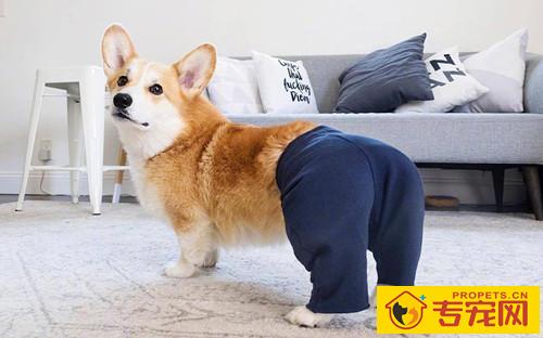 【宠物的保养小窍门】狗狗到新家不排便,狗狗到新地区不排便一切正常推拿 【宠物的保养小窍门】狗狗到新家不排便,狗狗到新地区不排便一切正常推拿