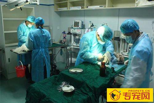 【宠物的保养小窍门】狗狗到新家不排便,狗狗到新地区不排便一切正常推拿 【宠物的保养小窍门】狗狗到新家不排便,狗狗到新地区不排便一切正常推拿