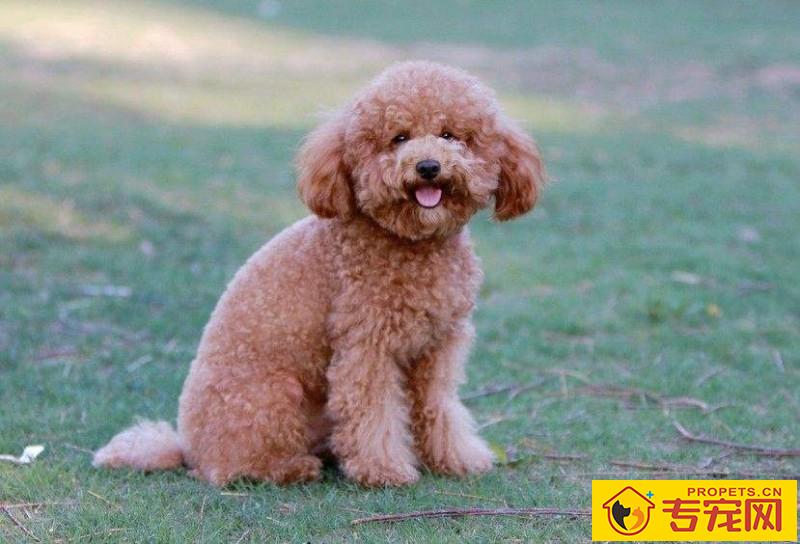 【养宠物心得分享】泰迪近期一直在不断的打喷嚏,泰迪打喷嚏一切正常頻率 【养宠物心得分享】泰迪近期一直在不断的打喷嚏,泰迪打喷嚏一切正常頻率