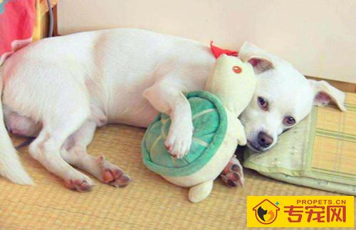 【宠物的保养小窍门】狗狗到新家不排便,狗狗到新地区不排便一切正常推拿 【宠物的保养小窍门】狗狗到新家不排便,狗狗到新地区不排便一切正常推拿