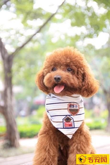 【养宠物心得分享】泰迪近期一直在不断的打喷嚏,泰迪打喷嚏一切正常頻率 【养宠物心得分享】泰迪近期一直在不断的打喷嚏,泰迪打喷嚏一切正常頻率