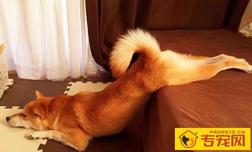 【宠物的保养小窍门】柴犬上火是否会掉毛,柴犬上火会造成掉毛吗 【宠物的保养小窍门】柴犬上火是否会掉毛,柴犬上火会造成掉毛吗