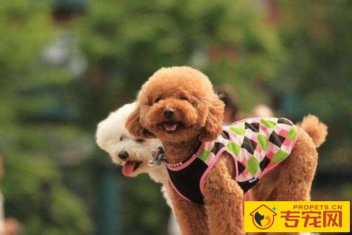 【养宠物心得分享】泰迪犬多长时间才必须洗澡,泰迪犬一个礼拜要洗几回澡 【养宠物心得分享】泰迪犬多长时间才必须洗澡,泰迪犬一个礼拜要洗几回澡