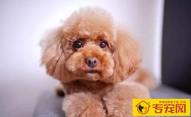 【养宠物心得分享】泰迪犬多长时间才必须洗澡,泰迪犬一个礼拜要洗几回澡 【养宠物心得分享】泰迪犬多长时间才必须洗澡,泰迪犬一个礼拜要洗几回澡