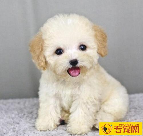 【养宠物心得分享】泰迪狗几日不拉屎咋会事,泰迪几日都不拉屎了 【养宠物心得分享】泰迪狗几日不拉屎咋会事,泰迪几日都不拉屎了