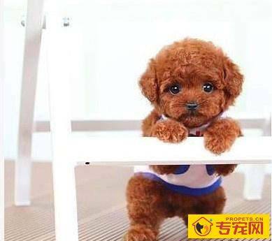 【养宠物心得分享】泰迪狗几日不拉屎咋会事,泰迪几日都不拉屎了 【养宠物心得分享】泰迪狗几日不拉屎咋会事,泰迪几日都不拉屎了