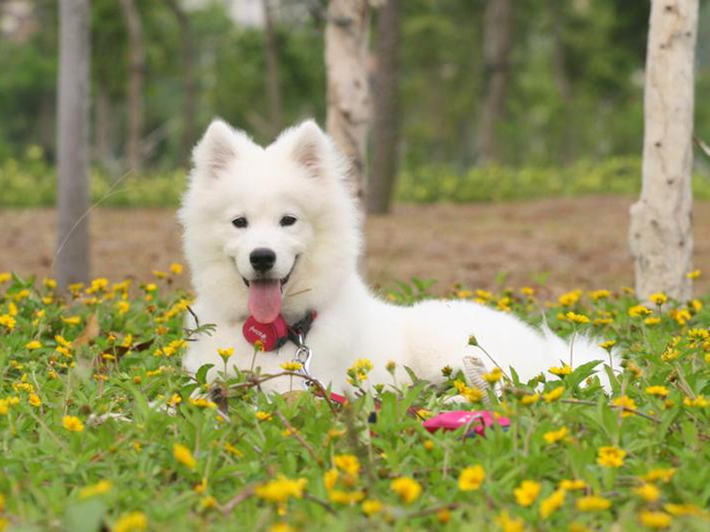 如何训练萨摩耶跳跃障碍物