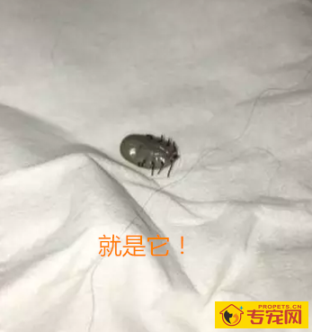 遛狗狗警惕蜱虫扎进狗狗皮肤,遇到蜱虫该怎么处理呢? 遛狗狗警惕蜱虫扎进狗狗皮肤,遇到蜱虫该怎么处理呢?