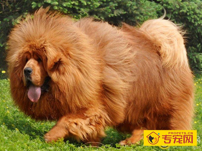 藏獒的补充饲料 满足营养所需