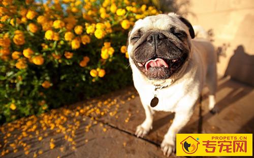 【养宠物经验分享】狗狗类似卡住东西干咳是感冒了没有 【养宠物经验分享】狗狗类似卡住东西干咳是感冒了没有