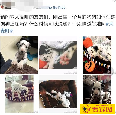 家养动物怎样去异味? 家养动物怎样去异味?