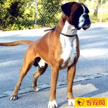 拳师犬的性格 该犬对主人十分忠诚