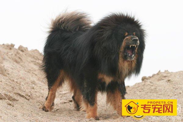 如何给成年及幼犬藏獒补钙