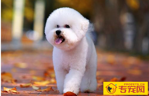 比熊吃啥狗粮没泪痕,比熊去泪痕狗粮排名榜有吗 比熊吃啥狗粮没泪痕,比熊去泪痕狗粮排名榜有吗