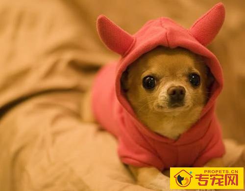 【养宠物经验分享】3月小狗狗发烧感冒会治愈吗,三个月狗狗感冒会全自动好么 【养宠物经验分享】3月小狗狗发烧感冒会治愈吗,三个月狗狗感冒会全自动好么