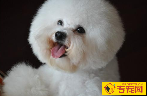 比熊吃啥狗粮没泪痕,比熊去泪痕狗粮排名榜有吗 比熊吃啥狗粮没泪痕,比熊去泪痕狗粮排名榜有吗