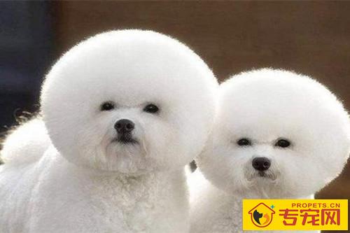 【宠物的保养小窍门】比熊增毛吃啥,比熊头发少如何增毛 【宠物的保养小窍门】比熊增毛吃啥,比熊头发少如何增毛