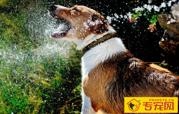 养宠物夏季爱得病,这种安全隐患,你犯了几个? 养宠物夏季爱得病,这种安全隐患,你犯了几个?