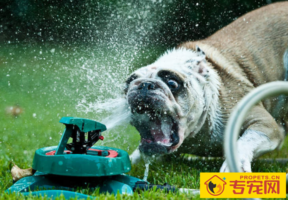 养宠物夏季爱得病,这种安全隐患,你犯了几个? 养宠物夏季爱得病,这种安全隐患,你犯了几个?