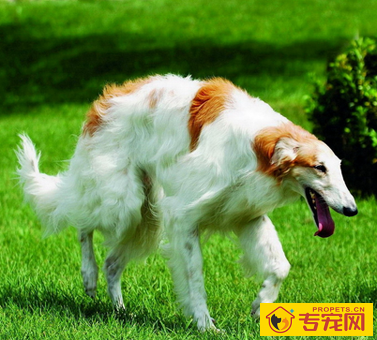 苏俄猎狼犬的形态特征 该犬体格结实